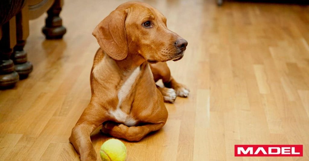 pet-friendly-madel