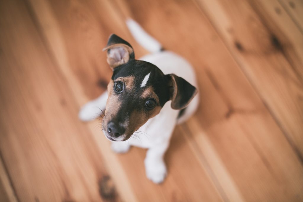 Qual o Melhor Piso Para Casa Com Cachorro?